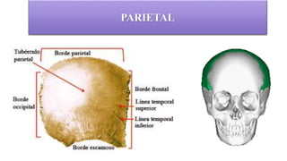 Anatomía ll neurocráneo | PPTX