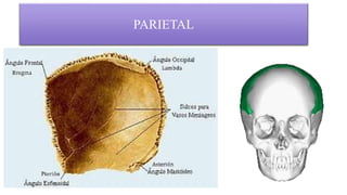 Anatomía ll neurocráneo | PPTX