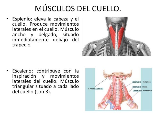 Como luchar con la presión a la osteocondrosis