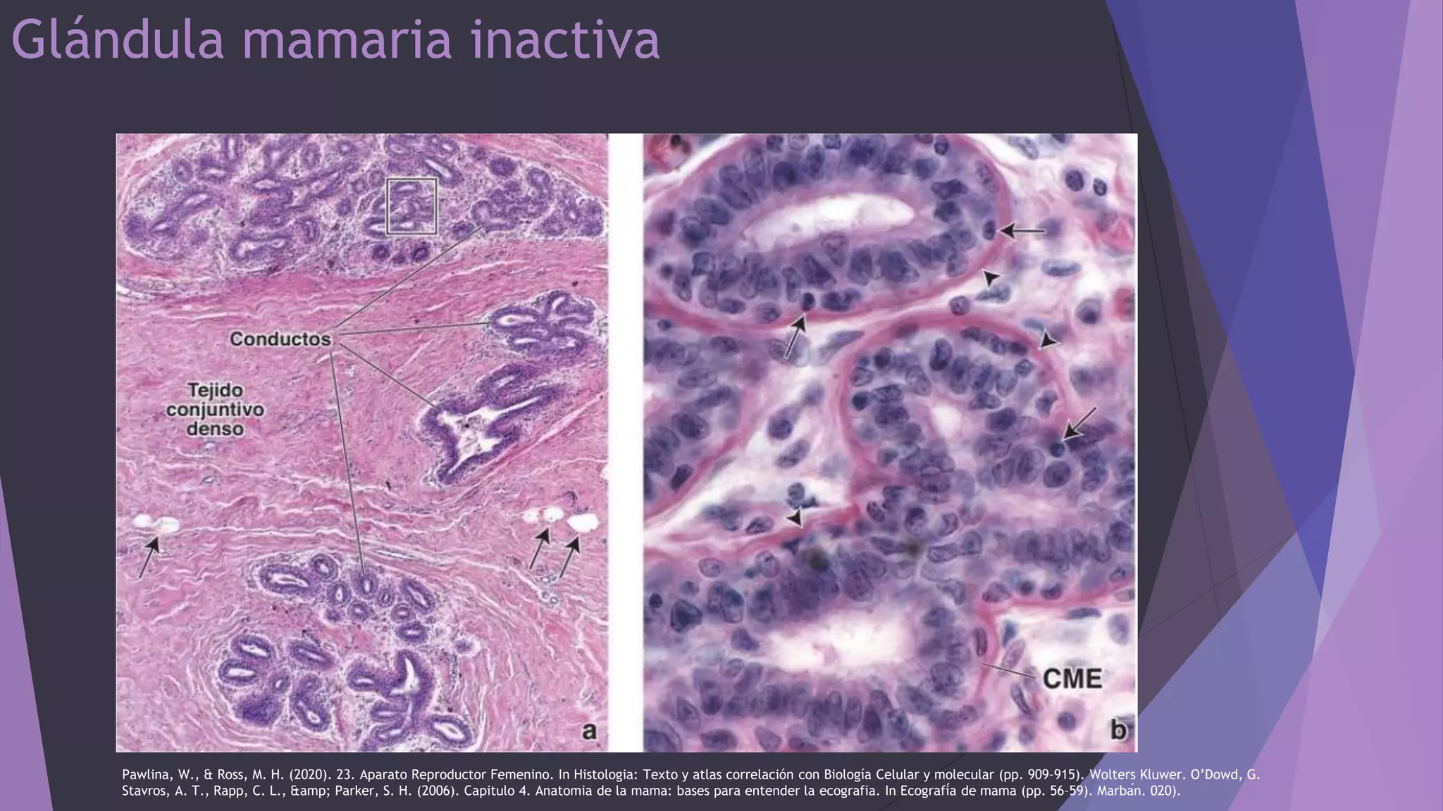 Anatomía Microscópica e Histología de Mama y la Mastografia.pptx