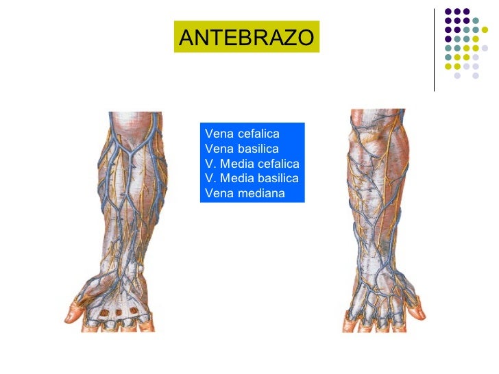 Anatomía miembro superior