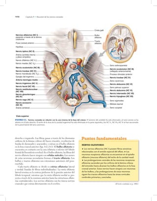Capítulo 9 • Resumen de los nervios craneales
1056
derecho o izquierdo. Las fibras pasan a través de los diminutos
orificios de la lámina cribosa del hueso etmoides, recubiertas de
fundas de duramadre y aracnoides, y entran en el bulbo olfatorio
en la fosa craneal anterior (figs. 9-2 y 9-3). El bulbo olfatorio se
encuentra en contacto con la cara orbitaria o inferior del lóbulo
frontal del hemisferio cerebral. En el bulbo olfatorio, las fibras del
nervio olfatorio hacen sinapsis con células mitrales. Los axones
de estas neuronas secundarias forman el tracto olfatorio. Los
bulbos y tractos olfatorios son extensiones anteriores del pros-
encéfalo.
Cada tracto olfatorio se divide es estrías olfatorias lateral
y medial (bandas de fibras individualizadas). La estría olfatoria
lateral termina en la corteza piriforme de la porción anterior del
lóbulo temporal, mientras que la estría olfatoria medial se pro-
yecta a través de la comisura anterior hasta las estructuras olfato-
rias contralaterales. Los nervios olfatorios son los únicos nervios
craneales que entran directamente en el cerebro.
Nervio troclear (NC IV)
Nervio abducens (NC VI)
Seno cavernoso
Seno petroso superior
Nervio óptico (NC II)
Arteria carótida interna
y plexo simpático
Nervio oculomotor (NC III)
Nervio oculomotor (NC III)
(reflejado anteriormente)
Proceso clinoideo anterior
Nervio troclear (NC IV)
Nervio abducens (NC VI)
Nervio intermedio (NC VII)
Nervio trigémino (NC V)
Arteria vertebral
Nervio hipogloso (NC XII)
Nervios olfatorios (NC I)
pasando a través de la lámina
cribiforme
Fosa craneal anterior
Hipófisis
Vista superior
Seno sigmoideo
Médula espinal
Seno occipital
Nervio accesorio
(NC XI)
Nervio vago (NC X)
Nervio glosofaríngeo
(NC IX)
Nervio facial (NC VII)
Nervio vestibulococlear
(NC VIII)
Ganglio del trigémino
Arteria meníngea media
Bulbo
olfatorio
Tracto
olfatorio
Seno esfenoparietal
Crista galli
Nervio oftálmico (NC V1)
Nervio mandibular (NC V3)
Nervio maxilar (NC V2)
FIGURA 9-2. Nervios craneales en relación con la cara interna de la base del cráneo. El tentorio del cerebelo ha sido eliminado y el seno venoso se ha
abierto en el lado derecho. El techo de la dura de la cavidad trigeminal ha sido eliminado en la parte izquierda y los NC V1, NC III y NC IV se han seccionado
de la pared lateral del seno cavernoso.
NERVIO OLFATORIO
♦ Los nervios olfatorios (NC I) poseen fibras sensitivas
relacionadas con el sentido especial del olfato. ♦ Las
neuronas receptoras olfatorias se encuentran en el epitelio
olfatorio (mucosa olfatoria) del techo de la cavidad nasal.
♦ Las prolongaciones centrales de las neuronas receptoras
olfatorias ascienden por los orificios de la lámina cribosa
del etmoides hasta alcanzar los bulbos olfatorios en la fosa
craneal anterior. Estos nervios hacen sinapsis con neuronas
de los bulbos, y las prolongaciones de estas neuronas
siguen los tractos olfatorios hasta las áreas corticales
cerebrales primarias y asociadas.
Puntos fundamentales
(El texto continúa en p. 1061)
 
