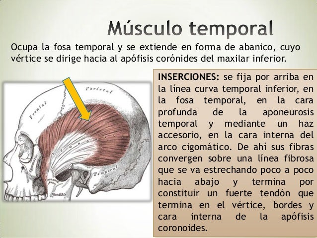 inserción del músculo temporal