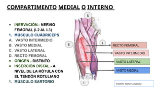 Rotula Netter Comprehensive Human Thigh Anatomy: Muscles, Nerves, and Vascular ...