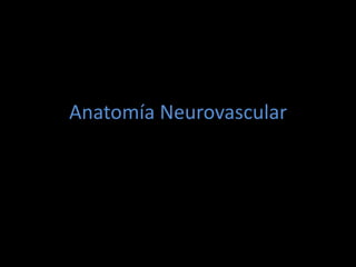 Anatomía Neurovascular
 