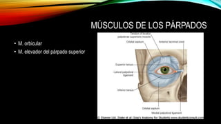 MÚSCULOS DE LOS PÁRPADOS
• M. orbicular
• M. elevador del párpado superior
 