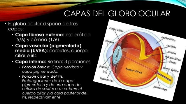 Anatomía ocular