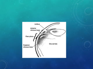 Anatomía ocular quirúrgica aplicada a cirugía vitreorretiniana
