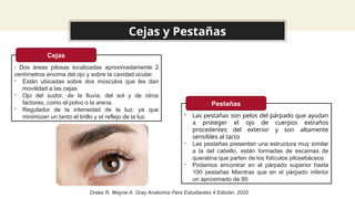 Presentacion anatomia del ojo oftalmologia l.pptx
