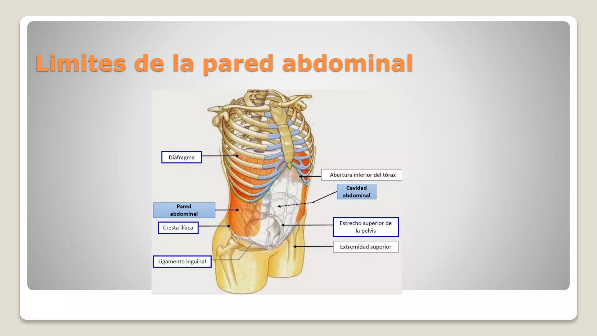 Anatomía Del Abdomen Ppt Trauma De Abdomen Anatomia Y Visceras Huecas