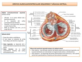 ORIFICO AURICULOVENTRICULAR IZQUIERDO Y VÁLVULA MITRLA.
Orificio auriculoventricular izquierdo:
(orificio mitral)
o Ubicado en la parte inferior del a
base del ventrículo
o A la izquierda del orifico
auriculoventricular derecho
o Situación: mira hacia atrás, derecha y
un poco hacia arriba
o Mide en hombre 110 mm y en la
mujer 90 mm
Válvula mitral:
o Posee dos valvas cuadriláteras
o El eje mayor se extiende de arriba
hacia abaja y de derecha a izquierda
 Valva izquierda: se deprende del a
mitad inferolaterla izquierdo del orificio
mitral
 Valva derecha: de la mitad
superolateral derecha del orifico
auriculoventricular
Pilares del ventrículo izquierdo anexos a la válvula mitral:
o Pilar anterior: nace del pilar anterior del borde anterior del ventrículo izquierdo y de
la pared colindante con este borde; Es irregularmente cónico o cilindrocónico.
o Pilar posterior-. Se desprende del borde posteroinferior del ventrículo y de la pared
vecina de la pared externa; Presenta una cara anterior excavada.
 