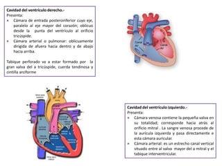 Cavidad del ventrículo derecho.-
Presenta:
× Cámara de entrada posteroinferior cuyo eje,
paralelo al eje mayor del corazón; oblicuo
desde la punta del ventrículo al orificio
tricúspide.
× Cámara arterial o pulmonar: oblicuamente
dirigida de afuera hacia dentro y de abajo
hacia arriba.
Tabique perforado va a estar formado por la
gran valva del a tricúspide, cuerda tendinosa y
cintilla arciforme
Cavidad del ventrículo izquierdo.-
Presenta:
× Cámara venosa contiene la pequeña valva en
su totalidad; corresponde hacia atrás al
orificio mitral . La sangre venosa procede de
la aurícula izquierda y pasa directamente e
esta cámara auricular.
× Cámara arterial: es un estrecho canal vertical
situado entre al valva mayor del a mitral y el
tabique interventricular.
 
