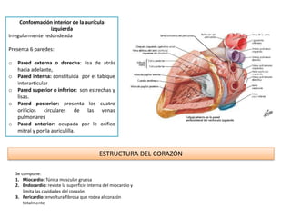 Conformación interior de la aurícula
izquierda
Irregularmente redondeada
Presenta 6 paredes:
o Pared externa o derecha: lisa de atrás
hacia adelante,
o Pared interna: constituida por el tabique
interarticular
o Pared superior o inferior: son estrechas y
lisas.
o Pared posterior: presenta los cuatro
orificios circulares de las venas
pulmonares
o Pared anterior: ocupada por le orifico
mitral y por la auriculilla.
ESTRUCTURA DEL CORAZÓN
Se compone:
1. Miocardio: Túnica muscular gruesa
2. Endocardio: reviste la superficie interna del miocardio y
limita las cavidades del corazón.
3. Pericardio: envoltura fibrosa que rodea al corazón
totalmente
 