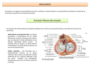 MIOCARDIO
El corazón es un órgano es esencialmente muscular. Las fibras se insertan todas en un aparato fibroso colocado en la base de los
ventrículos y que forma el armazón del corazón.
Armazón fibroso del corazón
Se compone de 4 anillos fibrosos colocados alrededor de los orificios auriculoventriculares y arteriales del a base de los
ventrículos.
Anillo fibroso auriculoventricular: Los bordes
auriculares y ventriculares de los anillos
fibrosos del a pared, cóncavos hacia arriba y
que corresponde al borde adherentes de las
válvulas sigmoideas Borde interno se
extiende hacia la válvula y el borde externo
corresponde a los anillos fibrosos vecinos y el
surco auriculoventricular,
Anillos arteriales: esta formados por 4
engrosamientos fibrosos de la pared,
cóncavos hacia arriba y corresponde la borde
adherente de las 3 válvulas sigmoides. Cada
asa emite también una prolongación
membranosa que forma la lámina central de
la válvula.
 