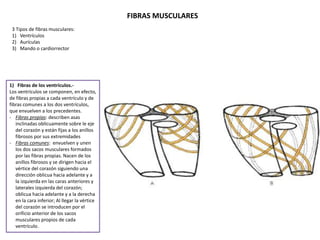 FIBRAS MUSCULARES
3 Tipos de fibras musculares:
1) Ventrículos
2) Aurículas
3) Mando o cardiorrector
1) Fibras de los ventrículos.-
Los ventrículos se componen, en efecto,
de fibras propias a cada ventrículo y de
fibras comunes a los dos ventrículos,
que envuelven a los precedentes.
- Fibras propias: describen asas
inclinadas oblicuamente sobre le eje
del corazón y están fijas a los anillos
fibrosos por sus extremidades
- Fibras comunes: envuelven y unen
los dos sacos musculares formados
por las fibras propias. Nacen de los
anillos fibrosos y se dirigen hacia el
vértice del corazón siguiendo una
dirección oblicua hacia adelante y a
la izquierda en las caras anteriores y
laterales izquierda del corazón;
oblicua hacia adelante y a la derecha
en la cara inferior; Al llegar la vértice
del corazón se introducen por el
orificio anterior de los sacos
musculares propios de cada
ventrículo.
 
