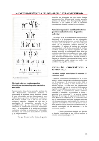 6. FACTORS GENÉTICOS Y DEL DESARROLLO EN LA ENFERMEDAD
                                                              molecular han demostrado que una misma situación
                                                              aparentemente bien definida puede esconder anomalías
                                                              genéticas de distintos tipos (heterogenicidad genética
                                                              molecular), lo que explica en parte la variabilidad
                                                              observada en la expresión clínica de las enfermedades.


                                                              Actualmente podemos identificar trastornos
                                                              genéticos mediante técnicas de genética
                                                              molecular
                                                              La tecnología del ADN recombinante ha revolucionado el
                                                              diagnóstico y la investigación de las enfermedades
                                                              genéticas. Las principales técnicas permiten identificar y
                                                              secuenciar genes individuales, así como crear sondas para
                                                              usarlas en el diagnóstico genético molecular de
                                                              enfermedades. El empleo de enzimas de restricción
                                                              específicas, junto con la técnica de manchado de Southern
                                                              (Southern blotting) para separar fragmentos de ADN,
                                                              permiten identificar la correspondencia entre áreas cro-
                                                              mosómicas específicas y enfermedades, con lo que pueden
                                                              estudiarse esas regiones para localizar determinados
                                                              genes. La técnica de amplificación del ADN mediante la
                                                              reacción en cadena de la polimerasa ha logrado que las
                                                              pruebas diagnósticas puedan realizarse con rapidez y con
                                                              cantidades muy pequeñas de material.


                                                              ANOMALÍAS CITOGENÉTICAS                                Y
                                                              ENFERMEDAD
                                                              Un gameto haploide normal posee 22 autosomas y 1
                                                              cromosoma sexual

                                                              La dotación cromosómica normal (diploide) de la célula
                                                              somática humana consta de 46 cromosomas emparejados,
                                                              con 44 autosomas y 2 cromosomas sexuales (XX en
Ciertos trastornos genéticos pueden                           mujeres y XY en varones); la mitad procede del óvulo
identificarse detectando productos génicos                    materno haploide y la otra mitad del espermatozoide
anormales                                                     paterno haploide. Así, tras la meiosis, el óvulo materno
                                                              haploide contiene 22 autosomas y un cromosoma X. Del
Durante muchos años, diversas anomalías genéticas han         mismo modo, el espermatozoide paterno fertilizante
sido      diagnosticadas    certeramente    mediante     la   contendrá 22 autosomas y un cromosoma X, o bien 22
identificación de productos génicos anormales. Algunas        autosomas y un cromosoma Y, y el sexo del embrión
de estas enfermedades han sido diagnosticadas in utero        dependerá de qué tipo de espermatozoide fertilice el
mediante pruebas prenatales basadas en la identificación      óvulo. Para que la combinación de los cromosomas salga
del producto anormal o en la falta de una actividad           bien es fundamental que la división meiótica de los óvulos
enzimática específica. Ejemplos de ello son la                y de los espermatozoides sea impecable. Sin embargo, la
identificación de hemoglobinas anormales en las               separación anormal de los cromosomas durante la meiosis
hemoglobinopatías (p. ej., enfermedad de células              puede producir deleción, no disyunción o translocación de
falciformes), la identificación de niños con fenilcetonuria   material cromosómico en los autosomas o en los
(FCU) y la demostración de la pérdida de actividades          cromosomas sexuales.
enzimáticas específicas en muchas de las enfermedades
metabólicas con acumulación de metabolitos anormales                    La forma convencional empleada para describir
(p. ej., las glucogenosis).                                   la dotación cromosómica de una célula al analizar su
                                                              cariotipo se muestra en la figura 6.9.
          Hay que destacar que las técnicas de genética




                                                                                                                     85
 