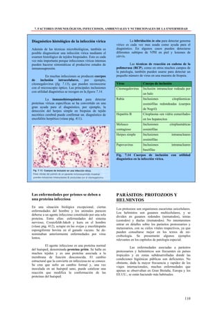 7. FACTORES INMUNOLÓGICOS, INFECCIOSOS, AMBIENTALES Y NUTRICIONALES DE LA ENFERMEDAD



Diagnóstico histológico de la infección vírica                       La hibridación in situ para detectar genoma
                                                           vírico es cada vez mas usada como ayuda para el
Además de las técnicas microbiológicas, también es         diagnóstico. En algunos casos pueden detectarse
posible diagnosticar una infección vírica mediante el      diferentes subtipos de VPH en piel y lesiones de
examen histológico de tejidos biopsiados. Esto es cada     cérvix.
vez más importante porque infecciones víricas intensas
pueden hacerse sintomáticas al producirse estados de                 Las técnicas de reacción en cadena de la
inmunosupresión.                                           polimerasa (RCP), como en otros muchos campos de
                                                           la patología, también pueden usarse para detectar un
          En muchas infecciones se producen cuerpos        pequeño número de virus en una muestra de biopsia.
de    inclusión     intracelulares,     por    ejemplo,
citomegalovirus (fig. 7.13), que pueden reconocerse        Virus              Cuerpo de inclusión
con el microscopio óptico. Las principales inclusiones     Citomegalovirus    Inclusión intranuclear rodeada por
con utilidad diagnóstica se recogen en la figura 7.14.
                                                                              un halo
           La inmunohistoquimica para detectar             Rabia              Inclusiones         citoplásmicas
proteínas víricas específicas se ha convertido en una                         eosinófilas redondeadas (cuerpos
gran ayuda para el diagnóstico, por ejemplo, la
                                                                              de Negril)
detección del herpes simple en biopsias de tejido
necrótico cerebral puede confirmar un. diagnóstico de      Hepatitis B        Citoplasma «en vidrio esmerilado»
encefalitis herpética (véase pág. 411).                                       en los hepatocitos
                                                           Molusco            Inclusiones        citoplasmáticas
                                                           contagioso         eosinófilas
                                                           Herpes simple      Inclusiones          intranucleares
                                                                              eosinófilas
                                                           Papovavirus        Inclusiones          intranucleares
                                                                              basófilas
                                                           Fig. 7.14 Cuerpos de inclusión con utilidad
                                                           diagnóstica en la infección vírica.




Las enfermedades por priones se deben a                    PARÁSITOS: PROTOZOOS Y
una proteína infecciosa                                    HELMINTOS
En una situación biológica excepcional, ciertas
                                                           Los protozoos son organismos eucariotas unicelulares.
enfermedades del hombre y los animales parecen
                                                           Los helmintos son gusanos multicelulares, y se
deberse a un agente infeccioso constituido por una sola
                                                           dividen en gusanos redondos (nematodos), tenias
proteína. Entre ellas: enfermedades del sistema
                                                           (cestodos) y duelas (trematodos). No intentaremos
nervioso, Creutzfeldt-Jakob y kuru en el hombre
                                                           entrar en detalles sobre los parásitos protozoarios y
(véase pág. 412), scrapie en las ovejas y encefalopatía
                                                           metazoarios, con su cielos vitales respectivos, ya que
espongiforme bovina en el ganado vacuno. Se de-
                                                           pueden consultarse mejor en los textos de mi-
nominaban anteriormente enfermedades por virus
                                                           crobiología. Se presentarán algunos ejemplos
lentos.
                                                           relevantes en los capítulos de patología especial.
          El agente infeccioso es una proteína normal
                                                                     Las enfermedades asociadas a parásitos
del huésped, denominada proteína prión. Se halla en
                                                           protozoarios y helmínticos son frecuentes en países
muchos tejidos y es una proteína asociada a la
                                                           tropicales y en zonas subdesarrolladas donde las
membrana de función desconocida. El cambio
                                                           condiciones higiénicas públicas son deficientes. No
estructural que la convierte en infecciosa no se conoce.
                                                           obstante, dada la mayor frecuencia y rapidez de los
Se cree que sufre un cambio formal y, una vez
                                                           viajes internacionales, muchas enfermedades que
inoculada en un huésped sano, puede catalizar una
                                                           apenas se observaban en Gran Bretaña, Europa y los
reacción que modifica la conformación de las
                                                           EE.UU., se están haciendo más habituales.
proteínas del huésped.




                                                                                                            110
 
