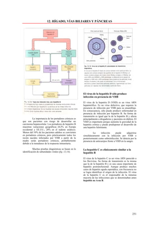 12. HÍGADO, VÍAS BILIARES Y PÁNCREAS




                                                         El virus de la hepatitis D sólo produce
                                                         infección en presencia de VHB

                                                         El virus de la hepatitis D (VHD) es un virus ARN
                                                         hepatotrófico. Es un virus defectivo, que requiere la
                                                         presencia de infección por VHB para su ensamblaje.
                                                         En consecuencia, sólo puede producir enfermedad en
                                                         presencia de infección por hepatitis B. Su forma de
                                                         transmisión es igual que la de la hepatitis B y afecta
          La importancia de los portadores crónicos es   principalmente a drogadictos y pacientes en diálisis. El
que son pacientes con riesgo de desarrollar un           VHD es importante porque aumenta la gravedad de la
carcinoma hepatocelular. Los portadores de hepatitis B   hepatitis crónica y puede predisponer al desarrollo de
muestran variaciones geográficas (0,3% en Europa         una hepatitis fulminante.
occidental y EE.UU.; 20% en el sudeste asiático).
Menos del 10% de los pacientes adultos se convierten               La      infección       puede     adquirirse
en portadores crónicos, pero prácticamente todos los     simultáneamente con la infección por VHB o
recién nacidos infectados por VHB a partir de la         posteriormente como sobreinfección. Se detecta por la
madre serán portadores crónicos, probablemente           presencia de anticuerpos frente a VHD en la sangre.
debido a la inmadurez de la respuesta inmunitaria.

           Muchas pruebas diagnósticas se basan en la    La hepatitis C es clínicamente similar a la
identificación de subunidades virales (fig. 12.14).      hepatitis B

                                                         El virus de la hepatitis C es un virus ARN parecido a
                                                         los flavivirus. Su forma de transmisión es la misma
                                                         que la de la hepatitis B y es una causa importante de
                                                         hepatitis postransfusíonal. Aunque produce muchos
                                                         casos de hepatitis aguda esporádica, con frecuencia no
                                                         se logra identificar el origen de la infección. El virus
                                                         de la hepatitis C es el responsable de la inmensa
                                                         mayoría de las infecciones que se denominaban antes
                                                         hepatitis no A-no B.




                                                                                                            251
 