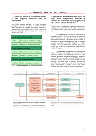 2. ADAPTACIÓN CELULAR A LA ENFERMEDAD

El cambio del patrón de crecimiento celular              El aumento de demanda funcional sobre un
es una respuesta adaptativa ante la                      tejido puede compensarse mediante el
enfermedad                                               aumento del número de células (hiperplasia)
                                                         o del tamaño celular (hipertrofia)
Las células pueden adaptarse a ciertos estímulos
patológicos alterando su patrón de crecimiento. Esto     Ciertos órganos o tejidos pueden adaptarse a un proceso
puede reflejarse en cambios del tamaño, número o         patológico aumentando la masa de células funcionales.
diferenciación de las células en el tejido afecto. Los   Este aumento puede lograrse por dos mecanismos (fig.
términos empleados para describir estos cambios se       2.4).
recogen en la figura 2.3.
                                                                    La hiperplasia es un aumento del número de
                                                         células de un tejido a través del incremento de la división
Cambio del tamaño de las células
                                                         celular. Dado que este tipo de cambio sólo puede
                                                         producirse en tejidos con capacidad de división celular, la
Atrofia       Reducción del tamaño de las células        hiperplasia es una respuesta adaptativa que no se da en
                                                         músculo esquelético, músculo cardíaco o células
Hipertrofia   Aumento del tamaño de las células          nerviosas, que son poblaciones celulares que no se
                                                         dividen. Las influencias hormonales son importantes en
Cambio del número de células                             este tipo de respuesta.

Involución    Disminución del número de células                    La hipertrofia es un aumento del tamaño de las
                                                         células existentes acompañado del aumento de su
                                                         capacidad funcional. El crecimiento celular se logra
Hiperplasia   Aumento del número de células
                                                         mediante una mayor síntesis de componentes estructura-
                                                         les, asociado a una actividad acelerada del metabolismo
Cambio de la diferenciación celular                      celular y a la elevación de los niveles de ARN y de los
                                                         orgánulos necesarios para la síntesis proteica. La
Metaplasia    Cambio estable a otro tipo celular         hipertrofia como respuesta a una mayor demanda se
                                                         observa especialmente en tejidos formados por células
Fig. 2.3 cambios del patrón de crecimiento celular.
                                                         incapaces de dividirse (músculo cardíaco y esquelético).




                                                                                                                 12
 