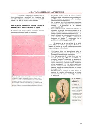2. ADAPTACIÓN CELULAR A LA ENFERMEDAD

         La hipertrofia y la hiperplasia pueden ocurrir de   •   La glándula tiroides aumenta de tamaño durante el
forma independiente o simultánea para compensar una              embarazo, debido al estímulo de los elevados niveles
mayor demanda y habitualmente se asocian a aumento del           de TSH asociados al embarazo sobre las células
tamaño y del peso del órgano o tejido implicado.                 epiteliales tiroideas (hiperplasia).
                                                             •   En los atletas, las fibras musculares esqueléticas
                                                                 aumentan de tamaño (hipertrofia) en respuesta al
Los estímulos fisiológicos pueden causar el                      ejercicio y al incremento de las demandas
aumento de la masa celular de un tejido                          metabólicas (fig. 2.5).
                                                             •   Bajo la influencia de la estimulación endocrina del
El aumento de la masa de células funcionales mediante            embarazo, las células del epitelio mamario y las
hipertrofia o hiperplasia puede ser fisiológico.                 células musculares lisas del miometrio aumentan en
                                                                 número y tamaño (hipertrofia e hiperplasia) (fig. 2.6).
                                                             •   Bajo la influencia del estímulo endocrino ovárico del
                                                                 ciclo menstrual, las glándulas endometriales
                                                                 aumentan de tamaño a consecuencia de la
                                                                 proliferación celular (hiperplasia) (fig. 2.7).

                                                                       El aumento de la masa celular de un tejido
                                                             puede deberse a estímulos patológicos. También se
                                                             produce un aumento de la masa celular funcional como
                                                             respuesta a algunas enfermedades.

                                                             •   Si el calcio sérico está anormalmente bajo, las
                                                                 glándulas paratiroides aumentan el número de células
                                                                 secretoras de paratohormona (hiperplasia).
                                                             •   Si el flujo a través de la válvula aórtica está muy
                                                                 reducido (véase pág. 153), la musculatura del
                                                                 ventrículo izquierdo responde con un aumento del
                                                                 tamaño de las células del miocardio (hipertrofia) para
                                                                 vencer la resistencia al flujo y asegurar una presión
                                                                 arterial adecuada (fig 2.8). Esto también ocurre en el
                                                                 músculo cardíaco cuando la hipertensión sistémica
                                                                 hace que aumente la demanda funcional del corazón
                                                                 (véase pág. 136).
                                                             •   La obstrucción del colon por un tumor provoca un
                                                                 aumento de tamaño (hipertrofia) de las células
                                                                 musculares lisas de la pared intestinal por encima de
                                                                 la obstrucción.




                                                                                                                     13
 