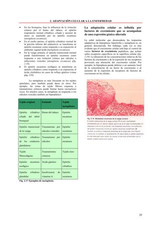 2. ADAPTACIÓN CELULAR A LA ENFERMEDAD

•    En los bronquios, bajo la influencia de la irritación    La adaptación celular es influida por
     crónica por el humo del tabaco, el epitelio              factores de crecimiento que se acompañan
     respiratorio normal cilíndrico, ciliado y secretor de
     moco es sustituido por un epitelio escamoso              de una expresión génica alterada
     (metaplasia escamosa).
                                                              La señal molecular que desencadena las respuestas
•    En el cuello uterino, el epitelio cilíndrico normal de
                                                              adaptativas de hiperplasia, hipertrofia y metaplasia es, en
     la porción inferior del endocérvix se transforma en
                                                              general, desconocida. Sin embargo, cada vez es mas
     epitelio escamoso como respuesta a su exposición al
                                                              evidente que el crecimiento celular está bajo el control de
     ambiente vaginal ácido (metaplasia escamosa).
                                                              varios factores de crecimiento peptídicos, que actúan
•    En la vejiga urinaria, el epitelio transicional normal
                                                              sobre receptores específicos en la superficie celular (fig.
     puede transformarse en epitelio escamoso como
                                                              2.19). La alteración de las concentraciones relativas de los
     respuesta a una irritación crónica por cálculos o
                                                              factores de crecimiento o de la expresión de sus receptores
     infecciones vesicales (metaplasia escamosa) (fig.
                                                              provocará una alteración del crecimiento celular. Por
     2.18).
                                                              ejemplo, la hiperplasia puede deberse a un aumento local
•    El epitelio escamoso esofágico se transforma en          de la concentración de un factor de crecimiento o al
     epitelio cilíndrico como respuesta a su exposición al    aumento de la expresión de receptores de factores de
     ácido clorhídrico en casos de reflujo gástrico (véase    crecimiento en las células.
     pág. 218).

           La metaplasia es más frecuente en los tejidos
epiteliales, pero también puede darse en otros. Por
ejemplo, las zonas de tejido fibroso expuesta a
traumatismos crónicos puede formar hueso (metaplasia
ósea). En muchos casos, la metaplasia en respuesta a los
cálculos vesicales también ser hiperplásico.


Tejido original           Estímulo              Tejido
                                                metaplásico

Epitelio     cilíndrico   Humo del tabaco       Epitelio
ciliado     del   árbol                         escamoso
bronquial

Epitelio transicional     Traumatismo por       Epitelio
de la vejiga              cálculos vesicales    escamoso

Epitelio     cilíndrico   Traumatismo por       Epitelio
de   los    conductos     cálculos              escamoso
glandulares

Tejido                    Traumatismos          Tejido óseo
fibrocolágeno             crónicos

Epitelio     escamoso     Ácido gástrico        Epitelio
esofágico                                       cilíndrico

Epitelio     cilíndrico   Insuficiencia    de   Epitelio
glandular                 vitamina A            escamoso
Fig. 2.17 Ejemplos de metaplasia.




                                                                                                                       20
 
