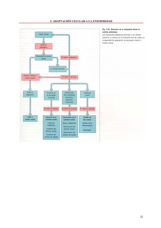 2. ADAPTACIÓN CELULAR A LA ENFERMEDAD




                                        22
 
