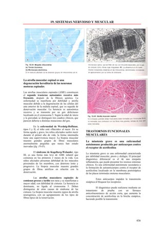 19. SISTEMAS NERVIOSO Y MUSCULAR




La atrofia muscular espinal es una
degeneración hereditaria de las neuronas
motoras espinales

Las atrofias musculares espinales (AME) constituyen
el segundo trastorno autosómico recesivo más
frecuente, después de la fibrosis quística. La
enfermedad se manifiesta por debilidad y atrofia
muscular debido a la degeneración de las células del
asta anterior de la médula espinal, que va seguida de
denervación muscular. La herencia es autosómica
recesiva y se transmite por un gen defectuoso
localizado en el cromosoma 5. Según la edad de inicio
y la gravedad, se distinguen tres cuadros clínicos, que
parecen deberse a distintas mutaciones del gen.

          En la enfermedad de Werdnig-Hoffman,
tipos I y II, el niño está «fláccido» al nacer. En su
forma aguda y grave, los niños afectados suelen morir     TRASTORNOS FUNCIONALES
durante el primer año de vida; la forma intermedia        MUSCULARES
tiene una supervivencia mayor. La biopsia muscular
muestra grandes grupos de fibras musculares               La miastenia grave es una enfermedad
anormalmente pequeñas que nunca han estado                autoinmune producida por anticuerpos contra
inervadas (fig. 19.45).
                                                          el receptor de acetilcolina
         El síndrome de Kugelberg-Welander, tipo
                                                          La miastenia grave es una enfermedad caracterizada
III, es una forma más leve de AME infantil que
                                                          por debilidad muscular, ptosis y disfagia. El principal
comienza en los primeros 2 meses de la vida. Los
                                                          diagnóstico diferencial es el de una miopatía
niños afectados presentan debilidad de los músculos
                                                          inflamatoria, que puede presentar los mismos síntomas
proximales de los miembros, con deterioro lento y
                                                          clínicos. Es una enfermedad autoinmune secundaria a
progresivo. La biopsia muscular muestra grandes
                                                          la formación de autoanticuerpos contra el receptor de
grupos de fibras atróficas en relación con la
                                                          acetilcolina localizado en la membrana postsináptica
denervación.
                                                          de las placas terminales motoras musculares.
           Las atrofias musculares espinales de
                                                                    Estos anticuerpos impiden la transmisión
comienzo precoz y tardío son raras y se manifiestan a
                                                          sináptica al bloquear los receptores.
mayor edad, con debilidad de cinturas. La herencia es
dominante, no ligada al cromosoma 5. Deben
                                                                    El diagnóstico puede realizarse mediante un
distinguirse de otras causas de síndrome de las
                                                          tratamiento     de    prueba     con    un   fármaco
cinturas. La biopsia muscular muestra signos de atrofia
                                                          anticolinesterásico de acción corta, que aumenta la
neurogénica, con un agrupamiento de los tipos de
                                                          concentración de acetilcolina en la brecha sináptica,
fibras típico de la reinervación.
                                                          haciendo posible la transmisión.




                                                                                                            436
 