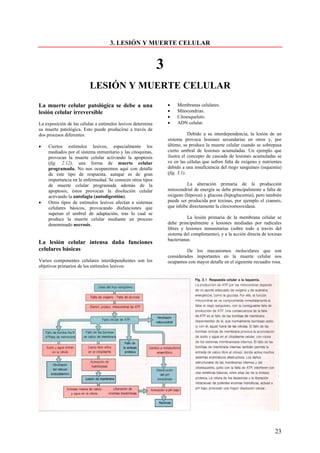 3. LESIÓN Y MUERTE CELULAR


                                                             3
                          LESIÓN Y MUERTE CELULAR
La muerte celular patológica se debe a una                       •   Membranas celulares.
lesión celular irreversible                                      •   Mitocondrias.
                                                                 •   Citoesqueleto.
La exposición de las células a estímulos lesivos determina       •   ADN celular.
su muerte patológica. Esto puede producirse a través de
dos procesos diferentes:                                                     Debido a su interdependencia, la lesión de un
                                                                 sistema provoca lesiones secundarias en otros y, por
•   Ciertos estímulos lesivos, especialmente los                 último, se produce la muerte celular cuando se sobrepasa
    mediados por el sistema inmunitario y las citoquinas,        cierto umbral de lesiones acumuladas. Un ejemplo que
    provocan la muerte celular activando la apoptosis            ilustra el concepto de cascada de lesiones acumuladas se
    (fig. 2.12), una forma de muerte celular                     ve en las células que sufren falta de oxígeno y nutrientes
    programada. No nos ocuparemos aquí con detalle               debido a una insuficiencia del riego sanguíneo (isquemia)
    de este tipo de respuesta, aunque es de gran                 (fig. 3.1).
    importancia en la enfermedad. Se conocen otros tipos
    de muerte celular programada además de la                              La alteración primaria de la producción
    apoptosis; éstos provocan la disolución celular              mitocondrial de energía se debe principalmente a falta de
    activando la autofagia (autodigestión).                      oxígeno (hipoxia) y glucosa (hipoglucemia), pero también
•   Otros tipos de estímulos lesivos afectan a sistemas          puede ser producida por toxinas, por ejemplo el cianuro,
    celulares básicos, provocando disfunciones que               que inhibe directamente la citocromooxidasa.
    superan el umbral de adaptación, tras lo cual se
    produce la muerte celular mediante un proceso                          La lesión primaria de la membrana celular se
    denominado necrosis.                                         debe principalmente a lesiones mediadas por radicales
                                                                 libres y lesiones inmunitarias (sobre todo a través del
                                                                 sistema del complemento), y a la acción directa de toxinas
                                                                 bacterianas.
La lesión celular intensa daña funciones
celulares básicas                                                         De los mecanismos moleculares que son
                                                                 considerados importantes en la muerte celular nos
Varios componentes celulares interdependientes son los           ocupamos con mayor detalle en el siguiente recuadro rosa.
objetivos primarios de los estímulos lesivos:




                                                                                                                       23
 