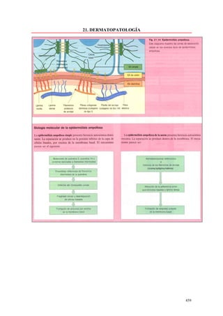 21. DERMATOPATOLOGÍA




                       459
 