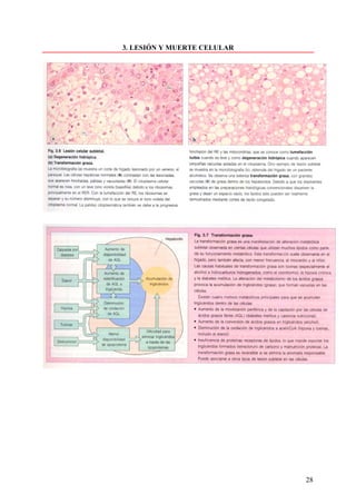 3. LESIÓN Y MUERTE CELULAR




                             28
 