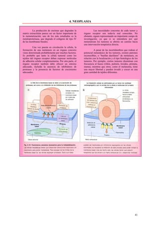 4. NEOPLASIA

         La producción de enzimas que degradan la                   Las necesidades concretas de cada tumor y
matriz extracelular parece ser un factor importante de    órgano receptor son todavía mal conocidas. No
la metastatización; uno de los más estudiados es la       obstante, siguen representando un importante campo de
metaloproteinasa, que degrada el colágeno de tipo IV      investigación, ya que si se entendiera por qué
de las membranas basales.                                 metastatizan los tumores se abriría un camino hacia
                                                          una intervención terapéutica directa.
          Una vez puesta en circulación la célula, la
formación de una metástasis en un órgano concreto                   A pesar de las incertidumbres que rodean el
viene determinada probablemente por muchos factores.      potencial metastásico de los tumores, existen patrones
Es probable que tanto la célula tumoral como los          reconocibles, o “huellas dactilares” de metástasis, en
tejidos del órgano receptor deban expresar moléculas      relación con la localización y el tipo histológico de los
de adhesión celular complementarias. Por otra parte, el   tumores. Por ejemplo, ciertos tumores diseminan con
órgano receptor también debe ofrecer un entorno           frecuencia al hueso (riñón, pulmón, tiroides, próstata,
adecuado, incluida la ausencia de inhibidores de          mama), mientras que otros, como el melanoma, tiene
proteasas y la presencia de factores de crecimiento       una mayor libertad y pueden invadir y crecer en una
adecuados.                                                gran cantidad de tejidos diferentes.




                                                                                                                41
 