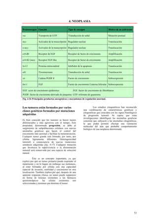 4. NEOPLASIA

Protooncogen Función                           Tipo de oncogen                          Motivo de su activación

ras             Transporte de GTP              Transducción de señal                    Mutación puntual

myc             Activador de la transcripción Regulador nuclear                         Translocación

n-myc           Activador de la transcripción Regulador nuclear                         Translocación

erb-Bl          Receptor de EGF                Receptor de factor de crecimiento        Amplificación

erb-B2 (neu)    Receptor EGF-like              Receptor de factor de crecimiento        Amplificación

bcl-2           Proteína mitocondrial          Inhibidor de la apoptosis                Translocación

abl             Tirosinacinasa                 Transducción de señal                    Translocación

sis             Cadena PGDF ß                  Factor de crecimiento                    Sobreexpresión

hst-1           FGF                            Factor de crecimiento Linterna folicular Sobreexpresión

EGF: actor de crecimiento epidérmico                FGF: factor de crecimiento de fibroblastos
PGDF: factor de crecimiento derivado de plaquetas GTP: trifostato de guanosina
Fig. 4.16 Principales productos oncogénicos y mecanismos de regulación anormal.


Los tumores están formados por varios                                    Los estudios citogenéticos han reconocido
clones genéticos formados por mutaciones                       una combinación de características genéticas y
                                                               citogenéticas que coinciden con los signos histológicos
adquiridas                                                     de progresión tumoral. Se espera que estas
                                                               investigaciones identifiquen las anomalías genéticas
Es bien conocido que los tumores se hacen menos                concretas que subyacen a las anomalías citogenéticas,
diferenciados y más agresivos con el tiempo. Esta              lo que podrá permitir efectuar una valoración
propiedad, denominada progresión, se debe al                   molecular del más que probable comportamiento
surgimiento de subpoblaciones celulares con nuevas             biológico de una neoplasia determinada.
anomalías genéticas que hacen el control del
crecimiento más anormal y facilitan la metastatización.
Cualquier tumor grande está formado, por tanto, por
células ligeramente diferentes (heterogenicidad
tumoral) a consecuencia de nuevas mutaciones
somáticas adquiridas (fig. 4.17). Cualquier mutación
que favorezca la supervivencia o la diseminación
tumoral será conservada por una especie de selección
natural.

          Éste es un concepto importante, ya que
explica por qué un tumor primario pueda responder al
tratamiento y no lo hagan sin embargo sus metástasis,
al estar formadas por células con una capacidad
especial de invasión, motilidad y crecimiento en otra
localización. También explica por qué, después de una
aparente respuesta clínica, un tumor puede reaparecer
en forma de lesiones resistentes a los fármacos
quimioterápicos:    las    células   resistentes  son
seleccionadas y terminan por dominar el tumor.




                                                                                                                   51
 