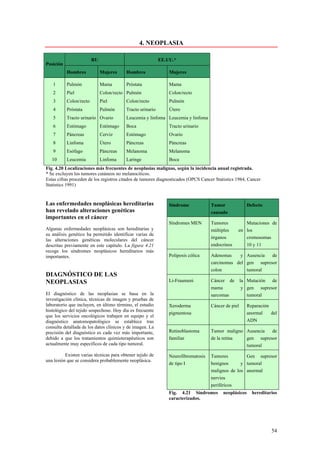 4. NEOPLASIA

                         RU                                EE.UU.*
Posición
           Hombres            Mujeres    Hombres               Mujeres

   1       Pulmón             Mama       Próstata              Mama
   2       Piel               Colon/recto Pulmón               Colon/recto
   3       Colon/recto        Piel       Colon/recto           Pulmón
   4       Próstata           Pulmón     Tracto urinario       Útero
   5       Tracto urinario Ovario        Leucemia y linfoma Leucemia y linfoma
   6       Estómago           Estómago   Boca                  Tracto urinario
   7       Páncreas           Cerviz     Estómago              Ovario
   8       Linfoma            Útero      Páncreas              Páncreas
   9       Esófago            Páncreas   Melanoma              Melanoma
   10      Leucemia           Linfoma    Laringe               Boca
Fig. 4.20 Localizaciones más frecuentes de neoplasias malignas, según la incidencia anual registrada.
* Se excluyen los tumores cutáneos no melanociticos.
Estas cifras proceden de los registros citados de tumores diagnosticados (OPCS Cancer Statistics 1984, Cancer
Statistics 1991)


Las enfermedades neoplásicas hereditarias                      Síndrome            Tumor                Defecto
han revelado alteraciones genéticas                                                causado
importantes en el cáncer
                                                               Síndromes MEN       Tumores          Mutaciones de
Algunas enfermedades neoplásicas son hereditarias y                                múltiples     en los
su análisis genético ha permitido identificar varias de
                                                                                   órganos          cromosomas
las alteraciones genéticas moleculares del cáncer
descritas previamente en este capitulo. La figura 4.21                             endocrinos       10 y 11
recoge los síndromes neoplásicos hereditarios más
importantes.                                                   Poliposis cólica    Adenomas    y Ausencia   de
                                                                                   carcinomas del gen supresor
                                                                                   colon          tumoral
DIAGNÓSTICO DE LAS
NEOPLASIAS                                                     Li-Fraumeni         Cáncer de        la Mutación de
                                                                                   mama              y gen supresor
El diagnóstico de las neoplasias se basa en la                                     sarcomas            tumoral
investigación clínica, técnicas de imagen y pruebas de
laboratorio que incluyen, en último término, el estudio        Xeroderma           Cáncer de piel       Reparación
histológico del tejido sospechoso. Hoy día es frecuente
                                                               pigmentosa                               anormal    del
que los servicios oncológicos trabajen en equipo y el
diagnóstico anatomopatológico se establece tras                                                         ADN
consulta detallada de los datos clínicos y de imagen. La
precisión del diagnóstico es cada vez más importante,          Retinoblastoma      Tumor maligno Ausencia  de
debido a que los tratamientos quimioterapéuticos son           familiar            de la retina  gen supresor
actualmente muy específicos de cada tipo tumoral.                                                tumoral
          Existen varias técnicas para obtener tejido de       Neurofibromatosis   Tumores         Gen supresor
una lesión que se considera probablemente neoplásica.
                                                               de tipo I           benignos      y tumoral
                                                                                   malignos de los anormal
                                                                                   nervios
                                                                                   periféricos
                                                               Fig. 4.21 Síndromes        neoplásicos     hereditarios
                                                               caracterizados.




                                                                                                                   54
 