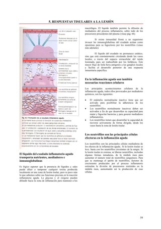 5. RESPUESTAS TISULARES A LA LESIÓN
                                                             macrófagos. El líquido también permite la difusión de
                                                             mediadores del proceso inflamatorio, sobre todo de los
                                                             precursores procedentes del plasma (véase pág. 66).

                                                                       Si existe inmunidad frente a un organismo
                                                             invasor las inmunoglobulinas del exudado actúan como
                                                             opsoninas para su fagocitosis por los neutrófilos (véase
                                                             más adelante).

                                                                       El líquido del exudado no permanece estático,
                                                             sino que está constantemente circulando desde los vasos
                                                             locales, a través del espacio extracelular del tejido
                                                             lesionado, para ser reabsorbido por los linfáticos. Este
                                                             mayor flujo de linfa lleva antígenos a los ganglios locales
                                                             y facilita el desarrollo posterior de una respuesta
                                                             inmunitaria específica.


                                                             En la inflamación aguda son también
                                                             necesarias reacciones celulares
                                                             Los principales acontecimientos celulares de la
                                                             inflamación aguda, todos ellos provocados por mediadores
                                                             químicos, son los siguientes:

                                                             •    El endotelio normalmente inactivo tiene que ser
                                                                  activado para posibilitar la adherencia de los
                                                                  neutrófilos.
                                                             •    Los neutrófilos normalmente inactivos deben ser
                                                                  activados a fin de que desarrollen su capacidad para
                                                                  matar y fagocitar bacterias y para generar mediadores
                                                                  inflamatorios.
                                                             •    Los neutrófilos tienen que desarrollar la capacidad de
                                                                  moverse activamente de forma dirigida, desde los
                                                                  vasos hasta la zona de lesión tisular.


                                                             Los neutrófilos son las principales células
                                                             efectoras en la inflamación aguda
                                                             Los neutrófilos son las principales células mediadoras de
                                                             los efectos de la inflamación aguda.. Si la lesión tisular es
                                                             leve. basta con los neutrófilos circulantes de la sangre. Si
                                                             la lesión tisular es extensa, se liberan neutrófilos, incluidas
El liquido del exudado inflamatorio agudo                    algunas formas inmaduras, de la médula ósea para
transporta nutrientes, mediadores e                          aumentar el número total de neutrófilos sanguíneos. Para
inmunoglobulinas                                             que se mantenga el aporte de neutrófilos, factores de
                                                             crecimiento producidos por el proceso inflamatorio
Es lógico suponer que la presencia de líquidos y sales       estimulan la división de precursores mieloides en la
puede diluir o tamponar cualquier toxina producida           médula ósea, aumentando así la producción de esas
localmente en una zona de lesión tisular, pero es poco más   células.
lo que sabemos sobre sus funciones precisas en la reacción
inflamatoria aguda. La glucosa y el oxígeno pueden
difundir hacia la zona de inflamación para mantener a los




                                                                                                                         59
 