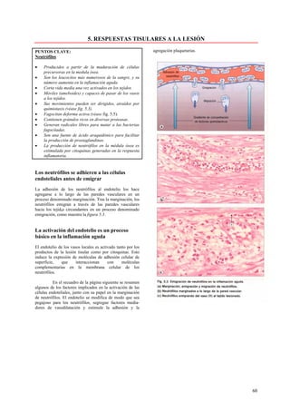5. RESPUESTAS TISULARES A LA LESIÓN

PUNTOS CLAVE:                                                 agregación plaquetarias.
Neutrófilos

•   Producidos a partir de la maduración de células
    precursoras en la medula ósea.
•   Son los leucocitos más numerosos de la sangre, y su
    número aumenta en la inflamación aguda.
•   Corta vida media una vez activados en los tejidos.
•   Móviles (ameboides) y capaces de pasar de los vasos
    a los tejidos.
•   Sus movimientos pueden ser dirigidos, atraídos por
    quimiotaxis (véase fig. 5.3).
•   Fagocitan deforma activa (véase fig. 5.5).
•   Contienen gránulos ricos en diversas proteasas.
•   Generan radicales libres para matar a las bacterias
    fagocitadas.
•   Son una fuente de ácido araquidónico para facilitar
    la producción de prostaglandinas.
•   La producción de neutrófilos en la médula ósea es
    estimulada por citoquinas generadas en la respuesta
    inflamatoria.


Los neutrófilos se adhieren a las células
endoteliales antes de emigrar
La adhesión de los neutrófilos al endotelio los hace
agregarse a lo largo de las paredes vasculares en un
proceso denominado marginación. Tras la marginación, los
neutrófilos emigran a través de las paredes vasculares
hacia los tejid9s circundantes en un proceso denominado
emigración, como muestra la figura 5.3.


La activación del endotelio es un proceso
básico en la inflamación aguda
El endotelio de los vasos locales es activado tanto por los
productos de la lesión tisular como por citoquinas. Esto
induce la expresión de moléculas de adhesión celular de
superficie,    que     interaccionan     con     moléculas
complementarias en la membrana celular de los
neutrófilos.

          En el recuadro de la página siguiente se resumen
algunos de los factores implicados en la activación de las
células endoteliales, junto con su papel en la marginación
de neutrófilos. El endotelio se modifica de modo que sea
pegajoso para los neutrófilos, segregue factores media-
dores de vasodilatación y estimule la adhesión y la




                                                                                         60
 