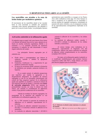 5. RESPUESTAS TISULARES A LA LESIÓN

Los neutrófilos son atraídos a la zona de                       quimiotácticos para neutrófilos se recogen en los Puntos
lesión tisular por mediadores químicos                          clave sobre mediadores (véase pág. 67). Estos factores se
                                                                unen a receptores en la superficie de los neutrófilos y
                                                                activan sistemas de segundos mensajeros, estimulando un
El movimiento de los neutrófilos desde la luz vascular
                                                                aumento del calcio citosólico, con el consiguiente montaje
hasta la zona lesionada es mediado por sustancias
                                                                de las especializaciones citoesqueléticas implicadas en la
conocidas como factores quimiotácticas, que difunden a
                                                                motilidad.
partir de la zona de lesión tisular. Los principales factores




Activación endotelial en la inflamación aguda                        estimula la adhesión de los neutrófilos y las células
                                                                     linfoides.
El endotelio juega un papel vital como barrera física frente    •    La molécula de adherencia celular vascular 1
a la difusión del plasma fuera de los vasos, además de ser           (VCAM-1) estimula la adherencia de las células
fuente de muchas moléculas reguladoras, Debido a su                  linfoides y monocíticas.
extensión y a la constante secreción de sustancias
mensajeras, el endotelio ha sido denominado el mayor                     Al mismo tiempo, otros mediadores de la
órgano endocrino del cuerpo.                                    inflamación, especialmente el fragmento C5a del
                                                                complemento, inducen una mayor expresión de molécula
          Los principales factores segregados por el            de adhesión celular complementarias en los neutrófilos
endotelio son:                                                  (complejo CD11/CD18)

•    Óxido nítrico y prostaglandinas, que inducen la                      Por tanto, en la inflamación aguda el endotelio se
     relajación vascular e inhiben la agregación                ve modificado metabólicamente para producir factores
     plaquetaria.                                               vasoactivos (sobre todo PAF y óxido nítrico), así como
•    Endotelina, tromboxano A2 y angiotensina II, que           para hacerse pegajoso para los neutrófilos.
     producen constricción vascular.
•    El factor de crecimiento PGDF estimula la formación
     de inhibidores, por ejemplo, sustancias similares a la
     heparina.

           En su estado normal, el endotelio proporciona
una superficie que impide la agregación y la
desgranulación plaquetaria. El equilibrio de factores
segregados es una de los principales determinantes del
control del flujo sanguíneo regional. En la inflamación
aguda este equilibrio se modifica y aumenta la síntesis de
una molécula derivada de lípidos y conocida como factor
de activación plaquetaria (PAF), que aumenta la
permeabilidad vascular, así como la síntesis de óxido
nítrico, que estimula la vasodilatación de adherencia
celular, lo que permite la adherencia de los neutrófilos.

         Además de modular los factores segregados, las
propiedades de la superficie del endotelio se ven
modificadas en la inflamación aguda (fig. 5.4).

•    IL-1 y TNF aumenta la expresión de moléculas de
     adherencia en el endotelio, especialmente de P-
     selectina.
•    La molécula de adhesión endotelial leucocitaria 1
     (ELAM-1 o E-selectina) estimula la adhesión de los
     neutrófilos.
•    La molécula de adhesión intercelular 1 (ICAM-1)




                                                                                                                         61
 