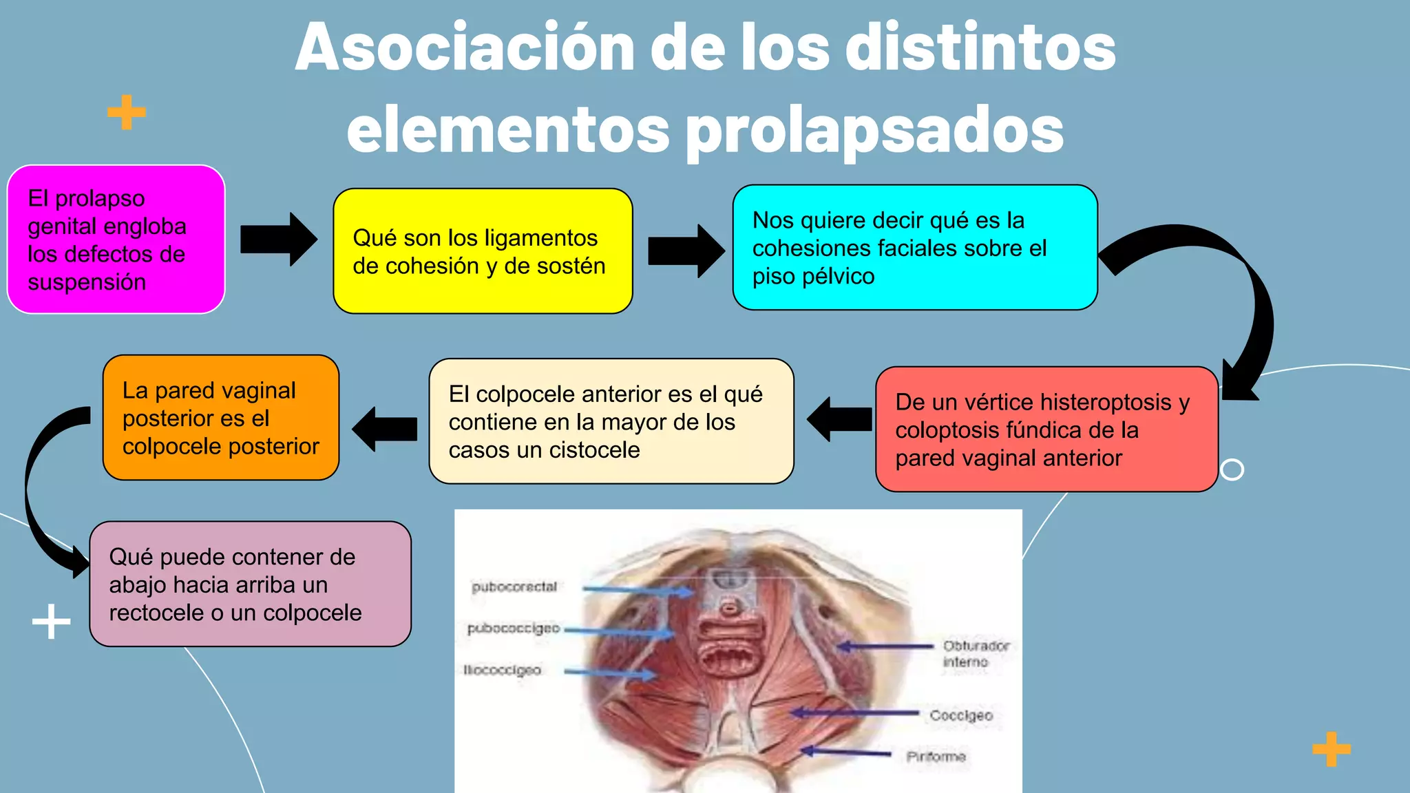 Prolapzo Anatomía patológica de los prolapsos genitourinarios tipos de prolapso.pdf