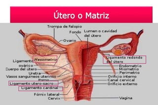 Ligamento redondo utero