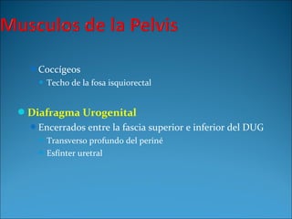Coccígeos
 Techo de la fosa isquiorectal
Diafragma Urogenital
Encerrados entre la fascia superior e inferior del DUG
 Transverso profundo del periné
 Esfínter uretral
 