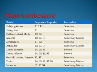 Nervio Segmento Raquídeo Inervación
Iliohipogástrico T12, L1 Sensitiva
Ilioinguinal L1 Sensitiva
Cutáneo Lateral Muslo L2, L3 Sensitiva
Femoral L2, L3, L4 Sensitiva y Motora
Genitocrural L1, L2 Sensitiva
Obturador L2, L3, L4 Sensitiva y Motora
Glúteo Superior L4, L5, S1 Motora
Glúteo Inferior L4, L5, S1, S2 Motora
Músculo cutáneo Interno S2, S3 Sensitiva
Ciático L4, L5, S1, S2, S3 Sensitiva y Motora
Pudendo S2, S3, S4 Sensitiva y Motora
 