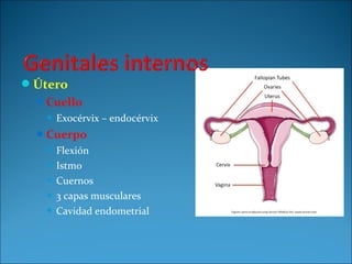 Útero
Cuello
 Exocérvix – endocérvix
Cuerpo
 Flexión
 Istmo
 Cuernos
 3 capas musculares
 Cavidad endometrial
 