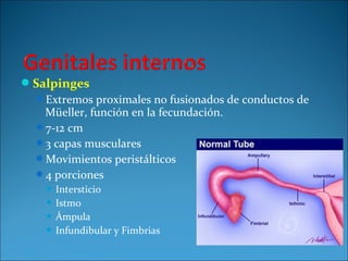 Salpinges
Extremos proximales no fusionados de conductos de
Müeller, función en la fecundación.
7-12 cm
3 capas musculares
Movimientos peristálticos
4 porciones
 Intersticio
 Istmo
 Ámpula
 Infundibular y Fimbrias
 