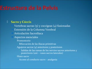  Sacro y Cóccix
 Vertebras sacras (5) y coccígeas (4) fusionadas
 Extensión de la Columna Verebral
 Articulación Sacroilíaca
 Aspectos esenciales
 Promontorio
 Bifurcación de las ilíacas primitivas
 Agujeros sacros (4) anteriores y posteriores
 Salidas de las ramas de los nervios sacros anteriores y
posteriores (ant – vasos sacros laterales)
 Hiato sacro
 Acceso al conducto sacro - analgesia
 