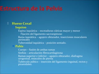  Hueso Coxal
 Isquion
 Espina isquiática – escotaduras ciáticas mayor y menor
 Fijación del ligamento sacroespinoso
 Rama isquiática – agujero obturador, inserciones musculares
perineales
 Tuberosidad isquiática – posición sentado.
 Pubis
 Cuerpo – fusión de ambas ramas
 Sínfisis – articulación fibrocartilaginosa
 Ramas superior e inferior – agujero obturador, diafragma
urogenital, músculos de pierna
 Tubérculo púbico – inserción del ligamento inguinal, rectos y
piramidales.
 