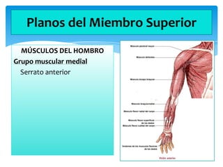 Planos del Miembro Superior
MÚSCULOS DEL HOMBRO
Grupo muscular medial
Serrato anterior

 