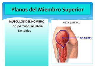 Planos del Miembro Superior
MÚSCULOS DEL HOMBRO
Grupo muscular lateral
Deltoides

 