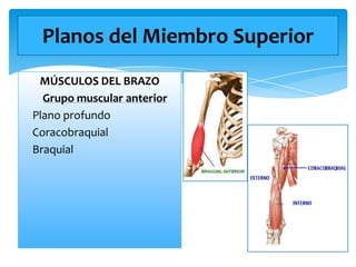 Planos del Miembro Superior
MÚSCULOS DEL BRAZO
Grupo muscular anterior
Plano profundo
Coracobraquial
Braquial

 