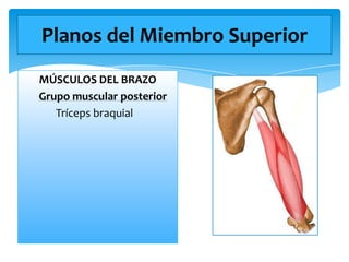 Planos del Miembro Superior
MÚSCULOS DEL BRAZO
Grupo muscular posterior
Tríceps braquial

 