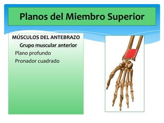 Planos del Miembro Superior
MÚSCULOS DEL ANTEBRAZO
Grupo muscular anterior
Plano profundo
Pronador cuadrado

 