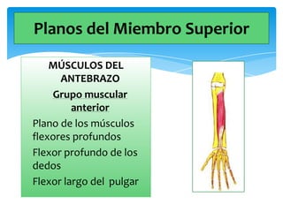 Planos del Miembro Superior
MÚSCULOS DEL
ANTEBRAZO
Grupo muscular
anterior
Plano de los músculos
flexores profundos
Flexor profundo de los
dedos
Flexor largo del pulgar

 